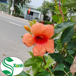 Hoa Đăng Tiêu hoa leo đẹp chống nắng tuyệt đẹp