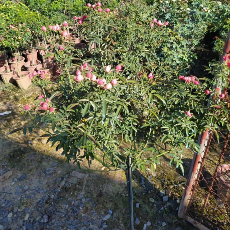 [Cây Thân Gỗ,Tree] Hoa hồng trứng siêu hoa dễ chăm sóc,hoa lặp nhanh-Vuoefn Hoa Melinhros