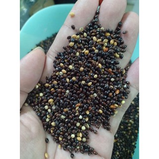 [Mã PET20K giảm 20K đơn 250K] 1kg Hạt kê Thái đen 3 màu