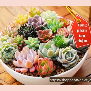 SEN VỈ MINI MIX 20 cây KHÁC LOẠI NHAU tặng phân tan chậm