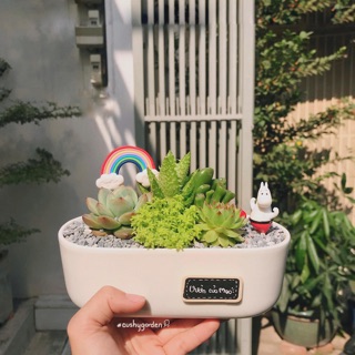 Ang Dài Trồng Sen Đá, Xương Rồng