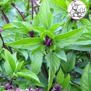 HẠT RAU HÚNG QUẾ RAU QUẾ - GÓI 5 GRAM