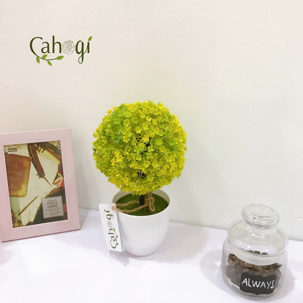 Chậu hoa cẩm tú cầu để bàn, để trang trí kệ treo tường trang trí