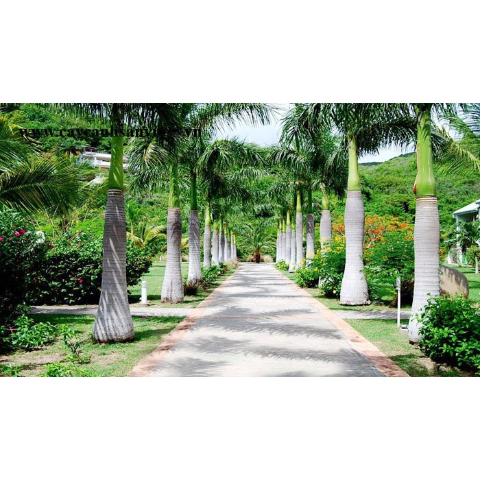 cây giống Cau Vua (chuẩn giống )