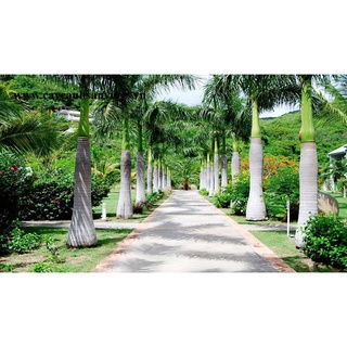 Cây giống Cau Vua