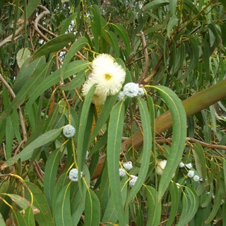 Cây (lá) bạch đàn phơi khô combo 3 ký