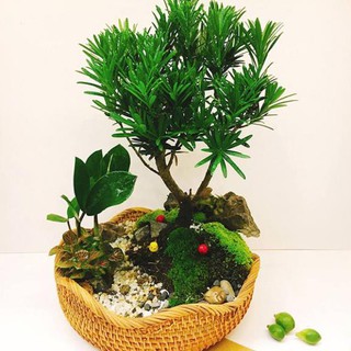 Tùng La Hán Cây Giống