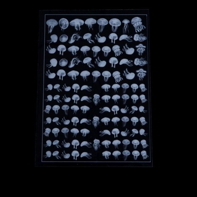 Bộ 3 miếng dán decal sticker sứa nhiều mẫu.