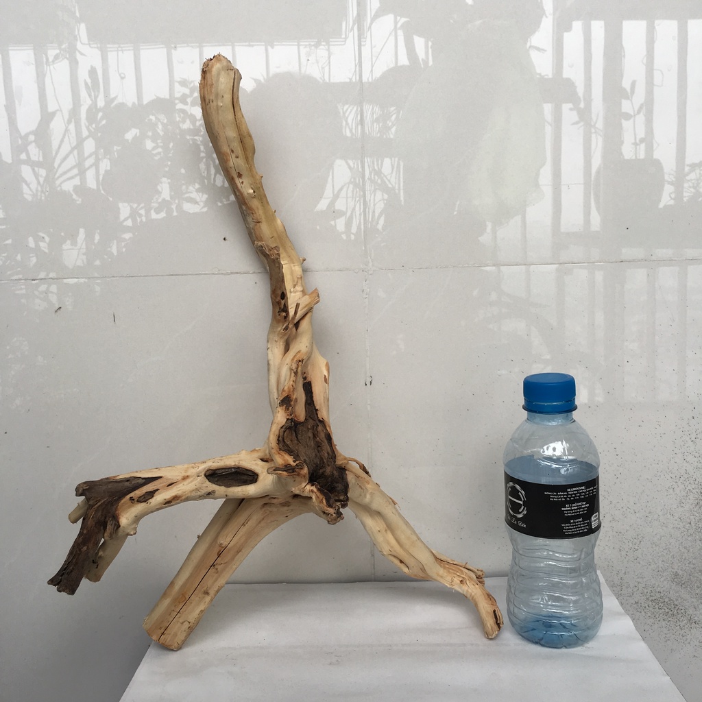 Gốc lũa bonsai thủy sinh, lũa gốc Hải Sơn Quỳ, Sa tùng,... loại lớn