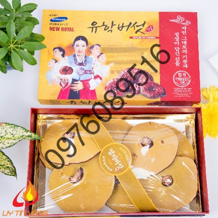 [DATE MỚI] Nấm Linh Chi Trắng Hàn Quốc Hộp Giấy UHak