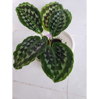 Cây  đuôi công calathea Merak
