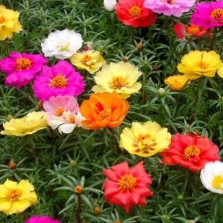 100 Hạt giống hoa Mười giờ đơn