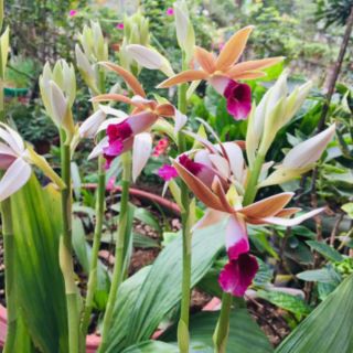 1 củ Hạc Đỉnh Nâu (thơm)