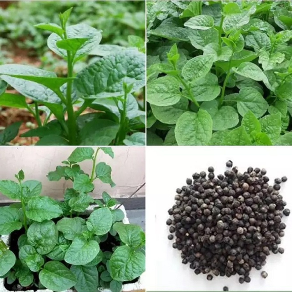 Hạt Giống Mồng Tơi Cao Sản Phú Nông - 10g