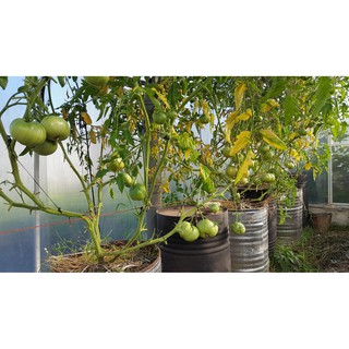 Cây cà chua bạch tuộc - Chỉ bán giống chuẩn - Đắt chưa chắc đã chuẩn nhưng rẻ thì chắc chắn Dởm