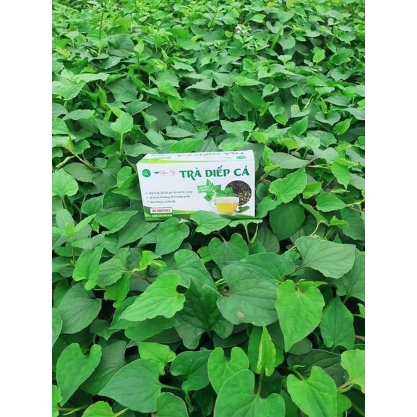TRÀ DIẾP CÁ LỤA VY.