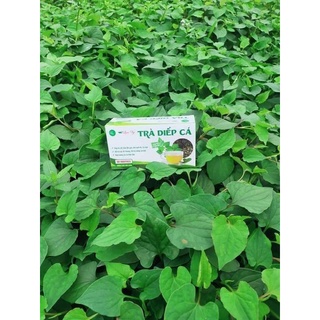 Trà diếp cá lụa vy.