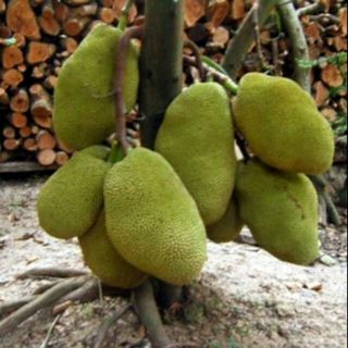 MÍT THÁI SIÊU SỚM