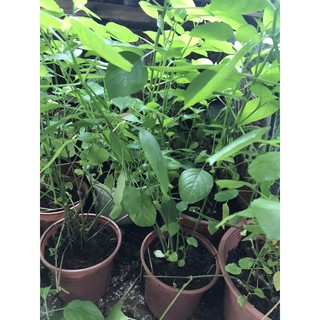 Cây rau ngót Nhật