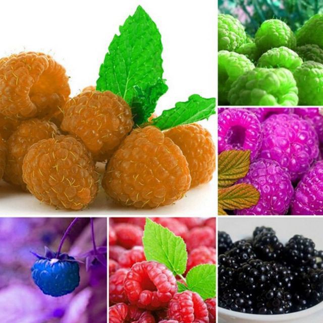 GÓI 30 HẠT GIỐNG MÂM XÔI MIX 5 MÀU luckyseed hạt siêu rẻ