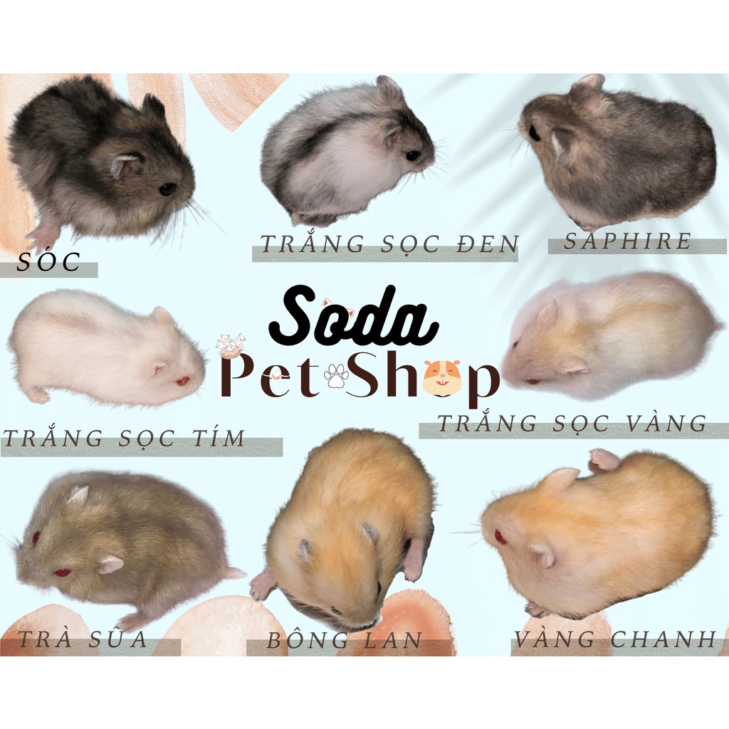 WW Sản Phẩm Cần Thiết
