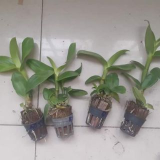 Hoa lan denro bò tím giống