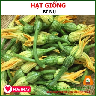 Hạt Giống Bí Nụ Rạng Đông 0.5Gram