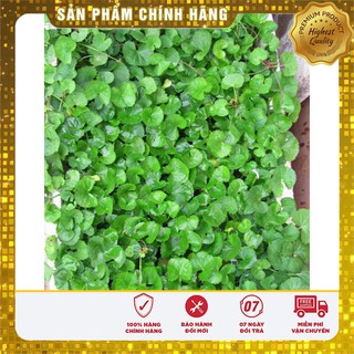 Hạt giống rau má Việt Nam tốt cho sức khỏe