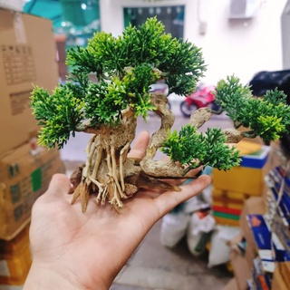 LŨA BONSAI MINI CHO HỒ THUỶ SINH (Hồ < 40cm)