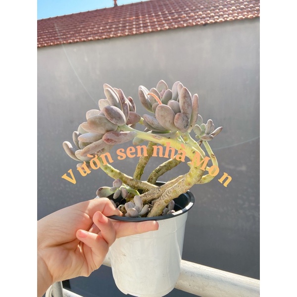 Sen đá sỏi Hồng tím thụ