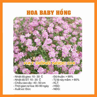 Hạt giống hoa baby hồng - 100 hạt