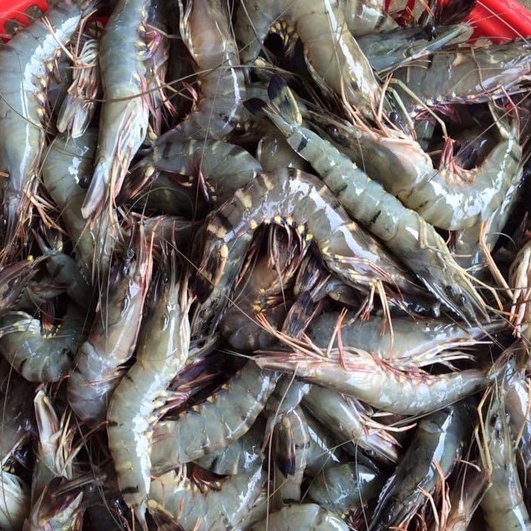 Tôm sú sinh thái rừng ngập mặn Cà Mau loại 3 175g/pack 5 con