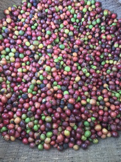 [FREESHIP 99K TOÀN QUỐC] cà phê nhà làm Buôn Mê