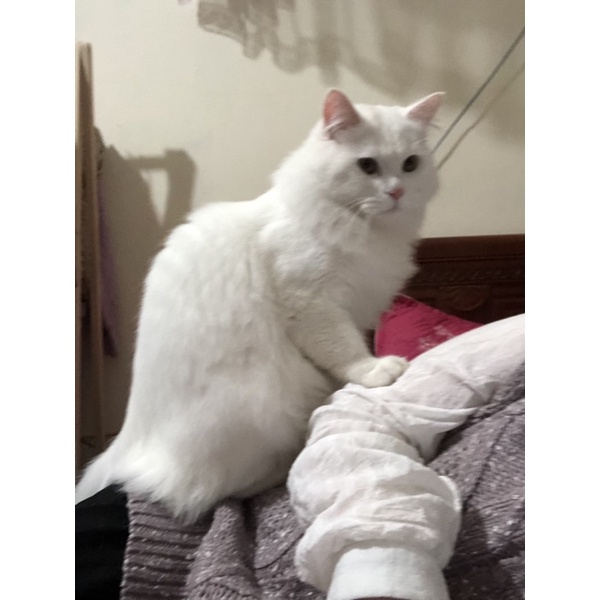 đồ tl chốt live