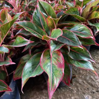 🌸🍄 Cây phú quý (3 thân )🌸🍄