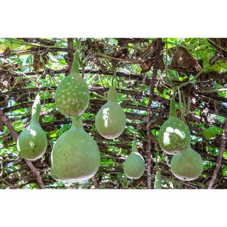 Hạt giống bầu