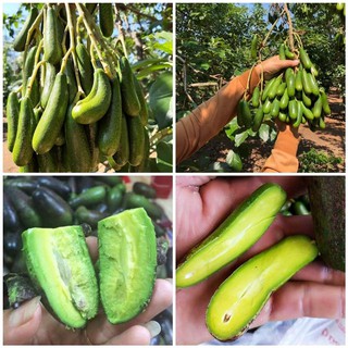 CÂY GIỐNG BƠ KHÔNG HẠT