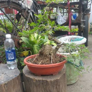 Cần thăng bonsai