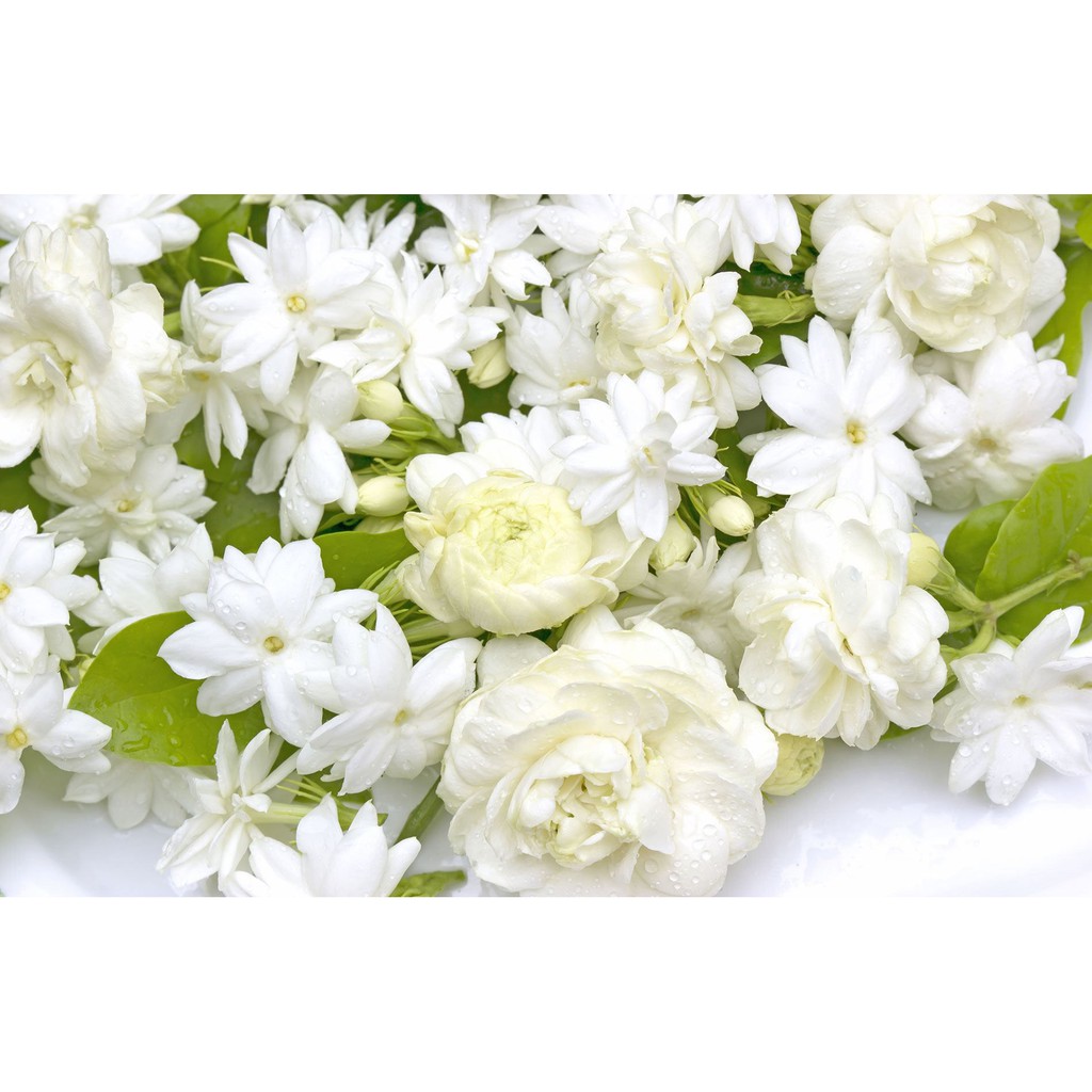 Xà bông thơm hương hoa lài mới