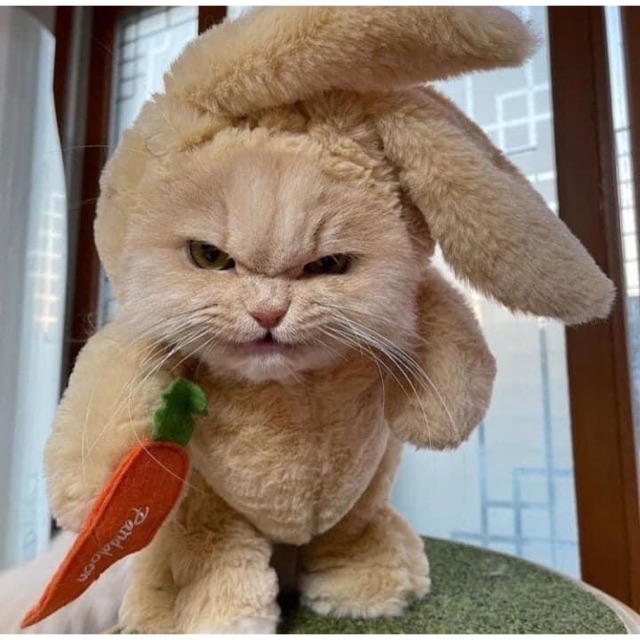 ToFu - Phụ kiện thú cưng Order