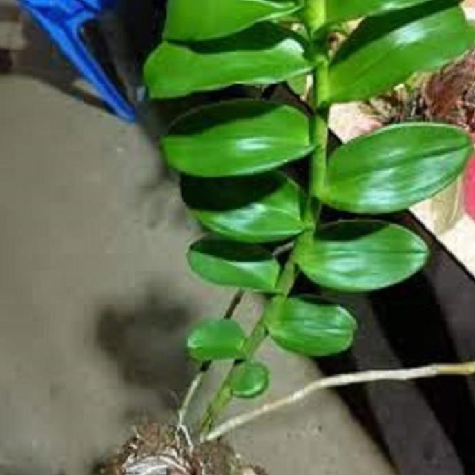 Hoa lan phi điệp- mít xuân sơn(cây cao 25cm)+ 700g phân thỏ hữu cơ ki mập khỏe ấm chậu