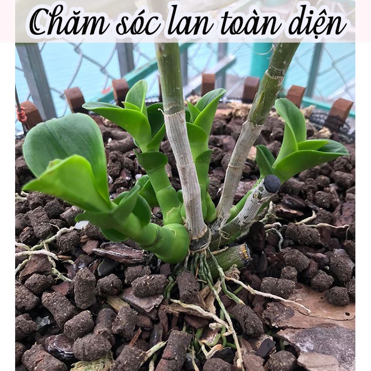 Phân trùn nén, phân trùn quế dạng viên nén dành cho hoa lan, hoa hồng...