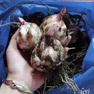 combo 5 củ hoa ly có ngồng hoa