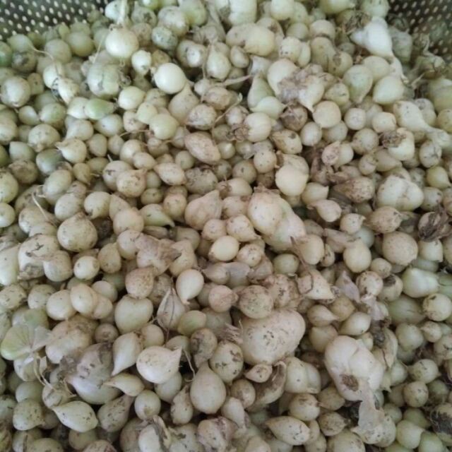500g Hành tăm quê nghệ an