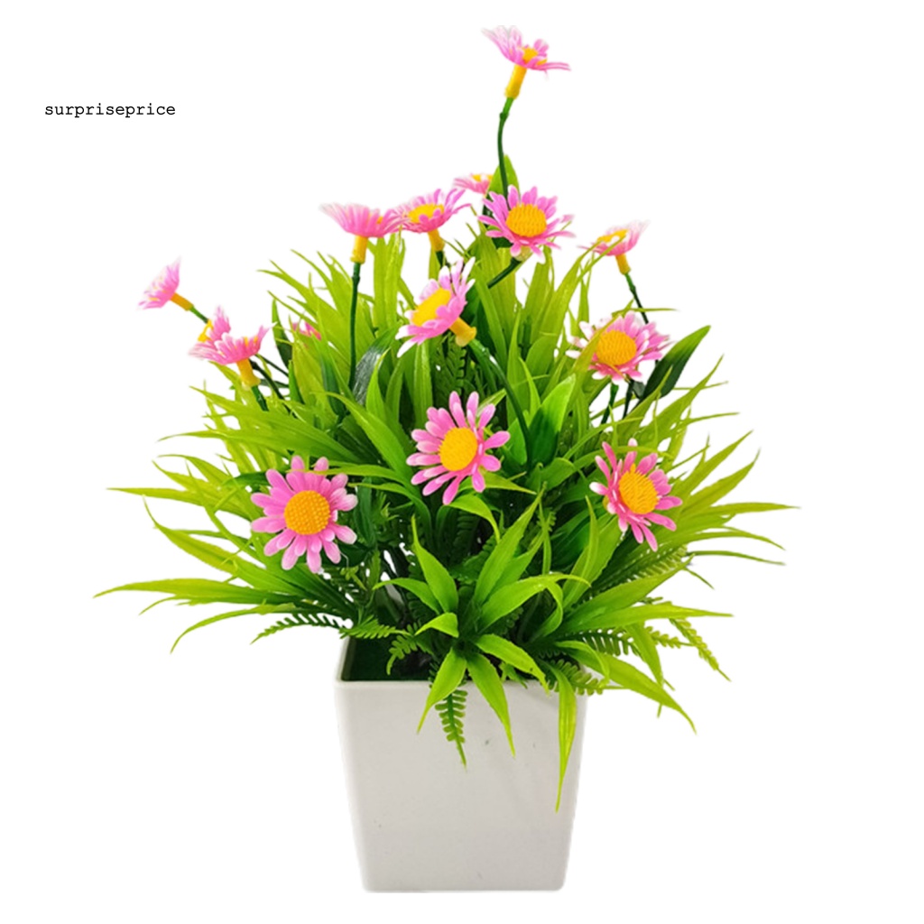 Spa 1 Bộ Chậu Cây Bonsai Thực Tế Bắt Mắt