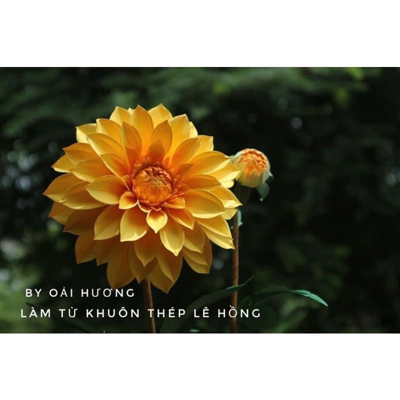Khuôn cắt làm hoa thược dược