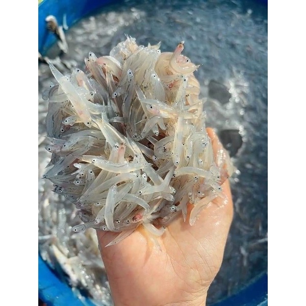 Cá Mờm Sữa Tươi - 500gr - SHIP HOẢ TỐC