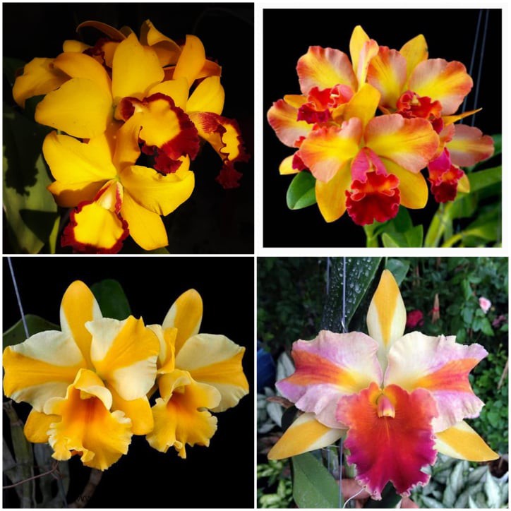 combo 3 cây giống Cattleya  thái