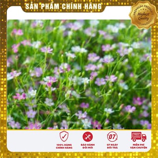 Hạt Giống Hoa Baby mix 50 hạt