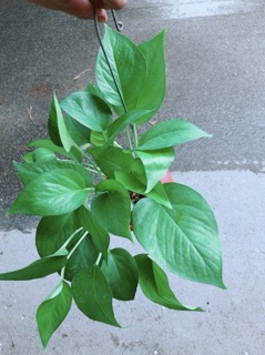 Trầu Bà Thái Treo